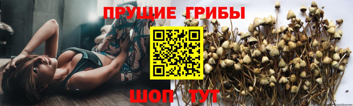 Галлюциногенные грибы MAGIC MUSHROOMS  Вход с VPN  Чебаркуль  Псилоцибиновые грибы Psilocybine cubensis 